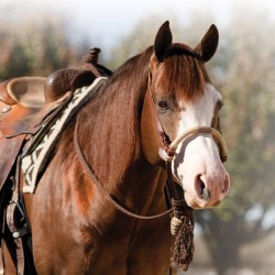 Professional Choice Bosal/Mecate Set
