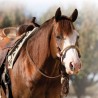 Professional Choice Bosal/Mecate Set