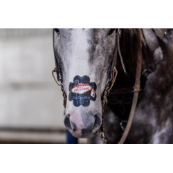 EquiBreathe™ Equine Nasal Patch - Vegas