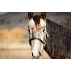 Schulz Equine Nylon Halter SE Designer