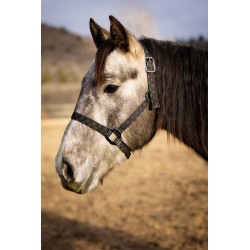 Schulz Equine Nylon Halter SE Designer